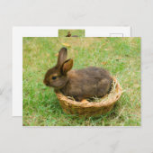 Carte Postale Joli lapin (Devant / Derrière)