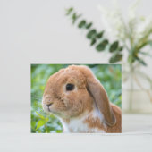 Carte Postale Joli lapin orange et blanc (Debout devant)