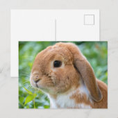 Carte Postale Joli lapin orange et blanc (Devant / Derrière)
