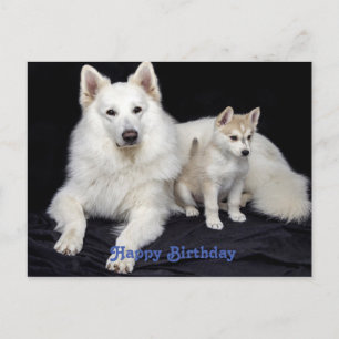 Carte Postale Joli message d'anniversaire Chiens