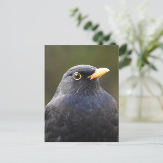 Carte Postale Joli oiseau noir (Debout devant)