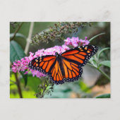 Carte Postale Joli papillon Monarque Photo (Devant)