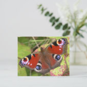 Carte Postale Joli Papillon Peacock (Debout devant)