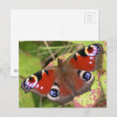 Carte Postale Joli Papillon Peacock (Devant / Derrière)