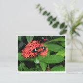 Carte Postale Joli papillon rouge (Debout devant)