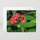 Carte Postale Joli papillon rouge (Devant / Derrière)