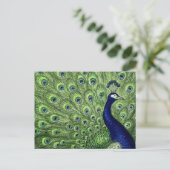 Carte Postale Joli Peacock (Debout devant)