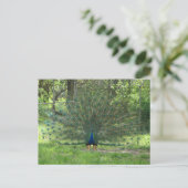 Carte Postale Joli Peacock Montrant Plumes (Debout devant)