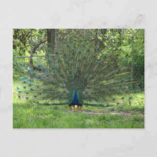 Carte Postale Joli Peacock Montrant Plumes