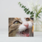 Carte Postale Joli petit chat (Debout devant)