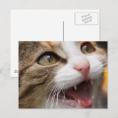 Carte Postale Joli petit chat (Devant / Derrière)
