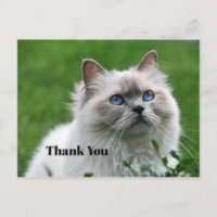 Joli petit chat gris yeux bleus Photo Merci