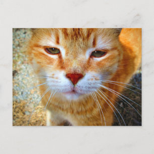 Carte Postale Joli petit chat roux amical