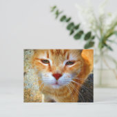 Carte Postale Joli petit chat roux amical (Debout devant)