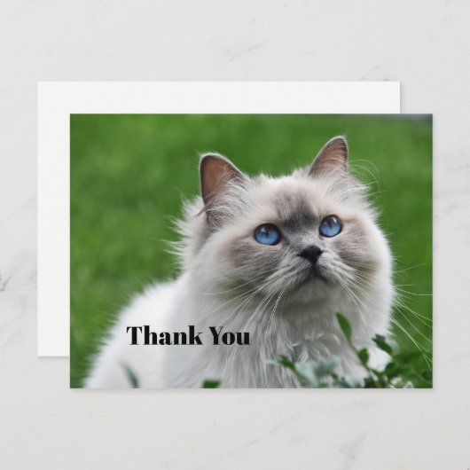 Carte Postale Joli petit chaton gris yeux bleus Photo Merci (Devant / Derrière)