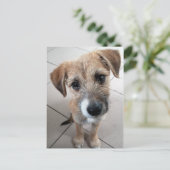 Carte Postale Joli petit chien triste (Debout devant)