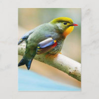 Joli Petit Oiseau