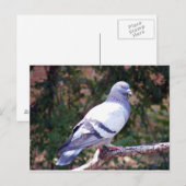 Carte Postale Joli Pigeon (Devant / Derrière)