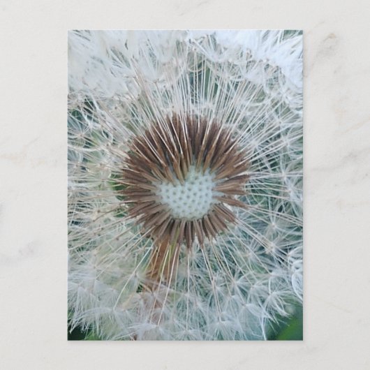 Carte Postale Joli Pissenlit Blanc (Devant)
