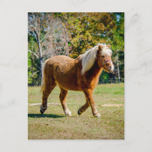 Carte Postale Joli poney de Shetland