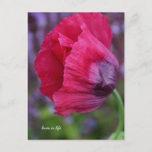 Carte Postale Joli Poppy rose et violet