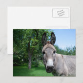 Carte Postale Joli portrait d'âne (Devant / Derrière)