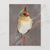 Carte Postale Joli Pose (Devant)