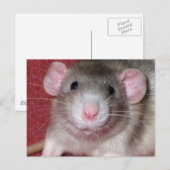 Carte Postale Joli Rat Dumbo (Devant / Derrière)
