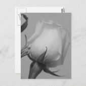 Carte Postale Joli Rose (Devant / Derrière)