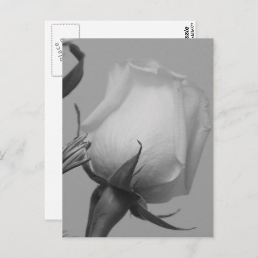 Carte Postale Joli Rose (Devant / Derrière)