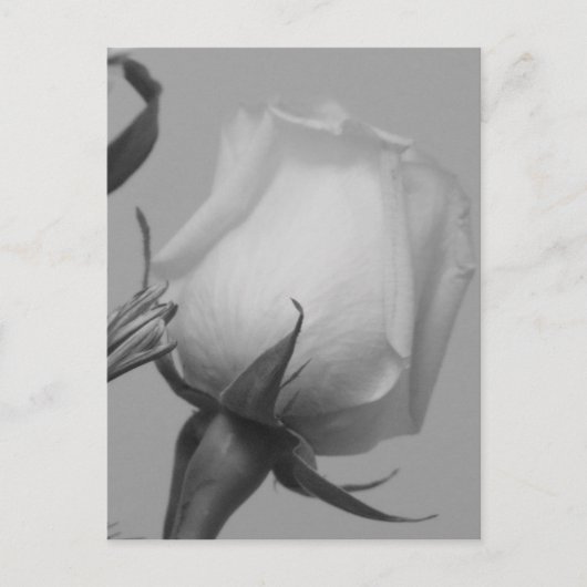 Carte Postale Joli Rose (Devant)