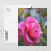 Carte Postale Joli Rose (Devant / Derrière)