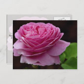 Carte Postale Joli Rose de thé hybride "Heirloom" (Devant / Derrière)