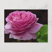 Joli Rose de thé hybride "Heirloom"