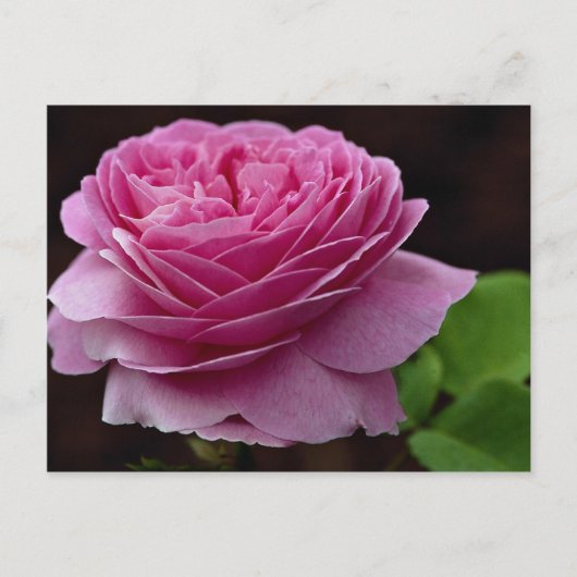 Carte Postale Joli Rose de thé hybride "Heirloom" (Devant)
