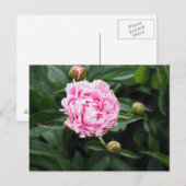 Carte Postale Joli rose Peony Floral Photo (Devant / Derrière)