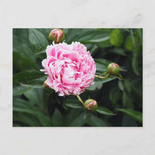Carte Postale Joli rose Peony Floral Photo (Devant)