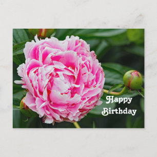 Carte Postale Joli rose Peony Floral Photo Anniversaire