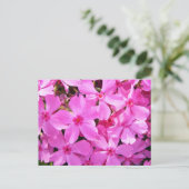 Carte Postale Joli rose Phlox (Debout devant)