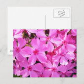 Carte Postale Joli rose Phlox (Devant / Derrière)