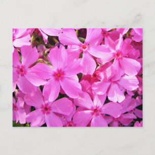 Carte Postale Joli rose Phlox