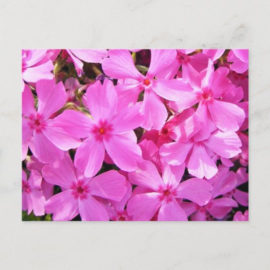 Carte Postale Joli rose Phlox (Devant)