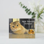 Carte Postale Joli scottish berceau nouilles chat meilleure cart (Debout devant)