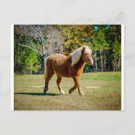 Carte Postale Joli Shetland Pony (Devant)