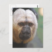 Carte Postale Joli singe saki (Devant / Derrière)