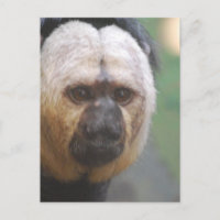 Joli singe saki