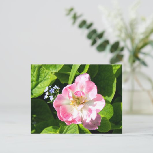 Carte Postale Joli tulipe rose (Debout devant)