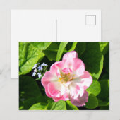 Carte Postale Joli tulipe rose (Devant / Derrière)