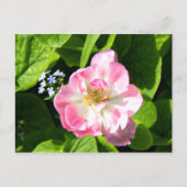 Carte Postale Joli tulipe rose (Devant)