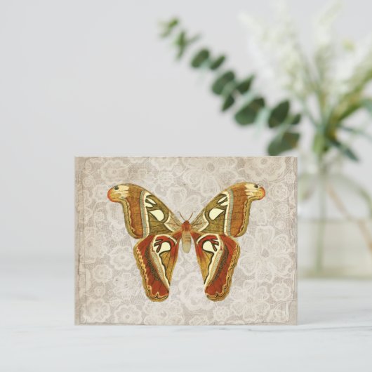 Carte Postale Joli Vintage Moth Botanical (Debout devant)